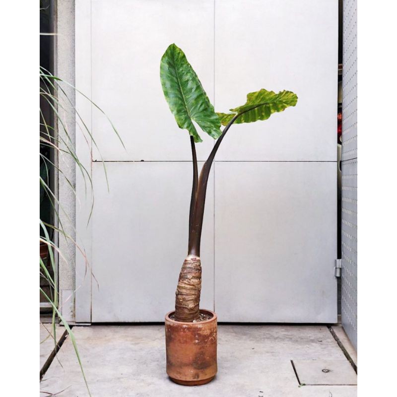 Lompong Hitam / Alocasia Plumbea / Sente Wulung