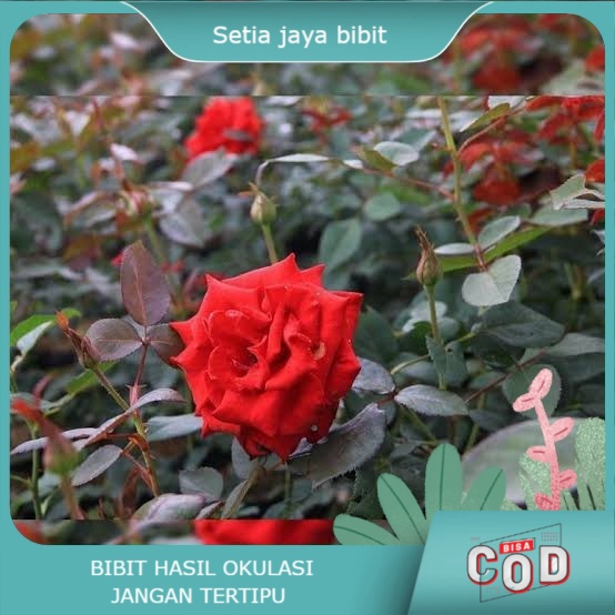 bibit bunga mawar merah