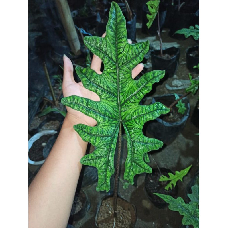 Alokasia Jacklyn SP Sulawesi/ Alocasia Jacklyn packing Paralon