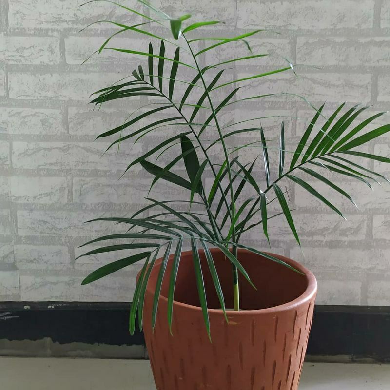 Tanaman hias palem komodoria - palem komodoria - bibit pohon palem