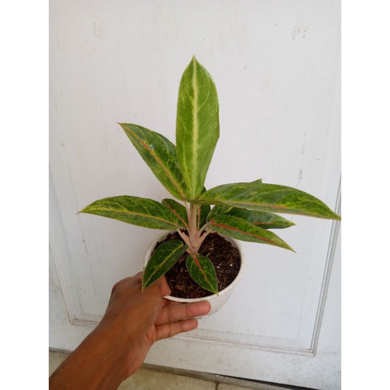 aglaonema golden red peacock rare item