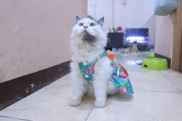 Dress ala korea lucu untuk kucing dan anjing / baju kucing murah size S-XL