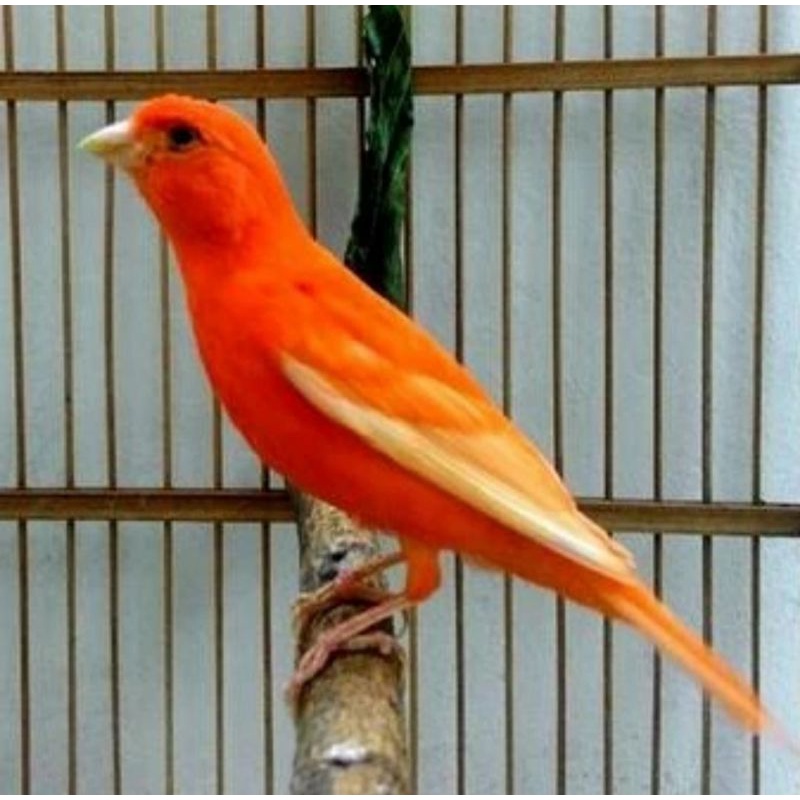 burung kenari merlok bahan jantan tinggal nunggu gacor