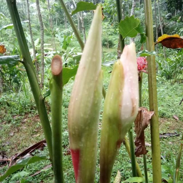 

JUAL BUNGA KECOMBRANG KUCUP SEGAR