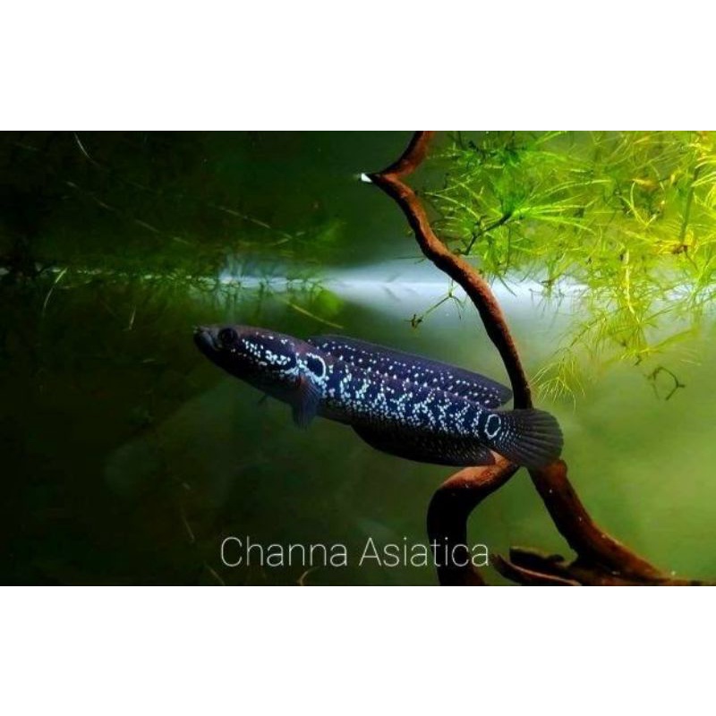 Channa Asiatica White Spot 5cm (Garansi) - Channa Asiatica WS - Asiatica WhiteSpot - Asiatica WS - C