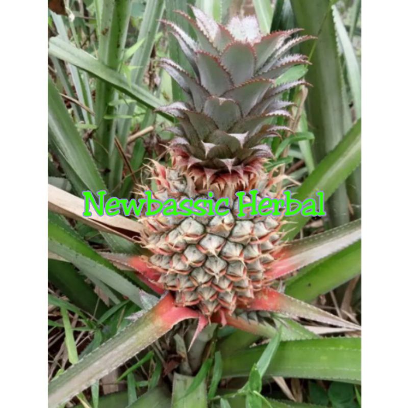

nanas muda paket hemat 1 buah