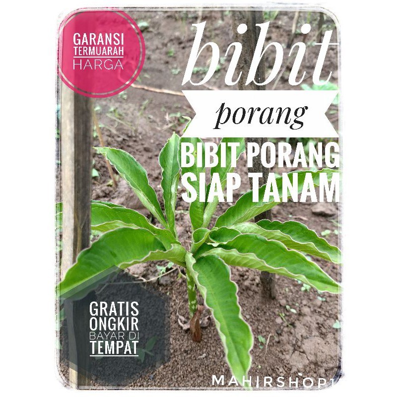 bibit porang siap tanam
