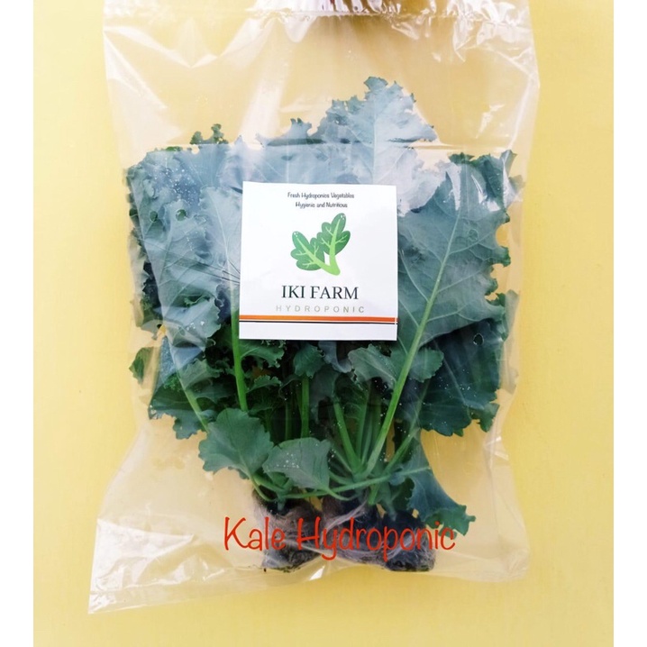 

termurah curly kale hydroponic 100gr free pestisida