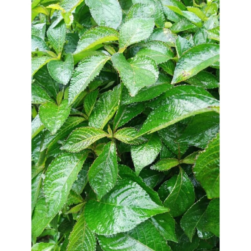 

daun keji beling Hasil Kebun Sendiri