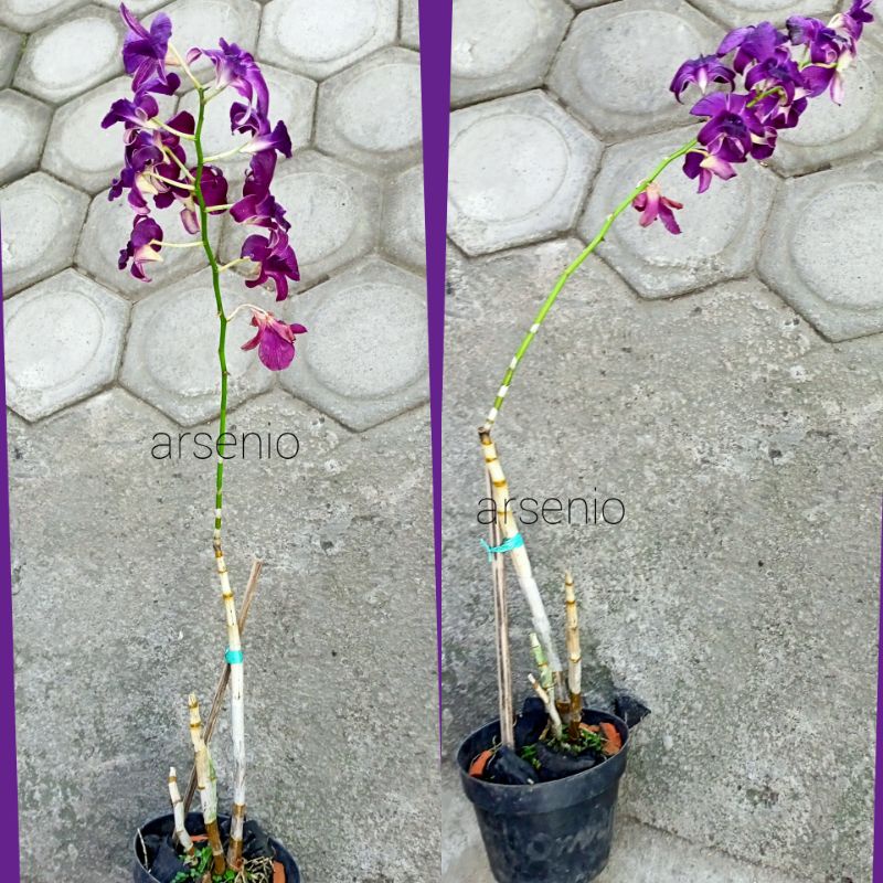 Anggrek Dendrobium Batangan Fresh