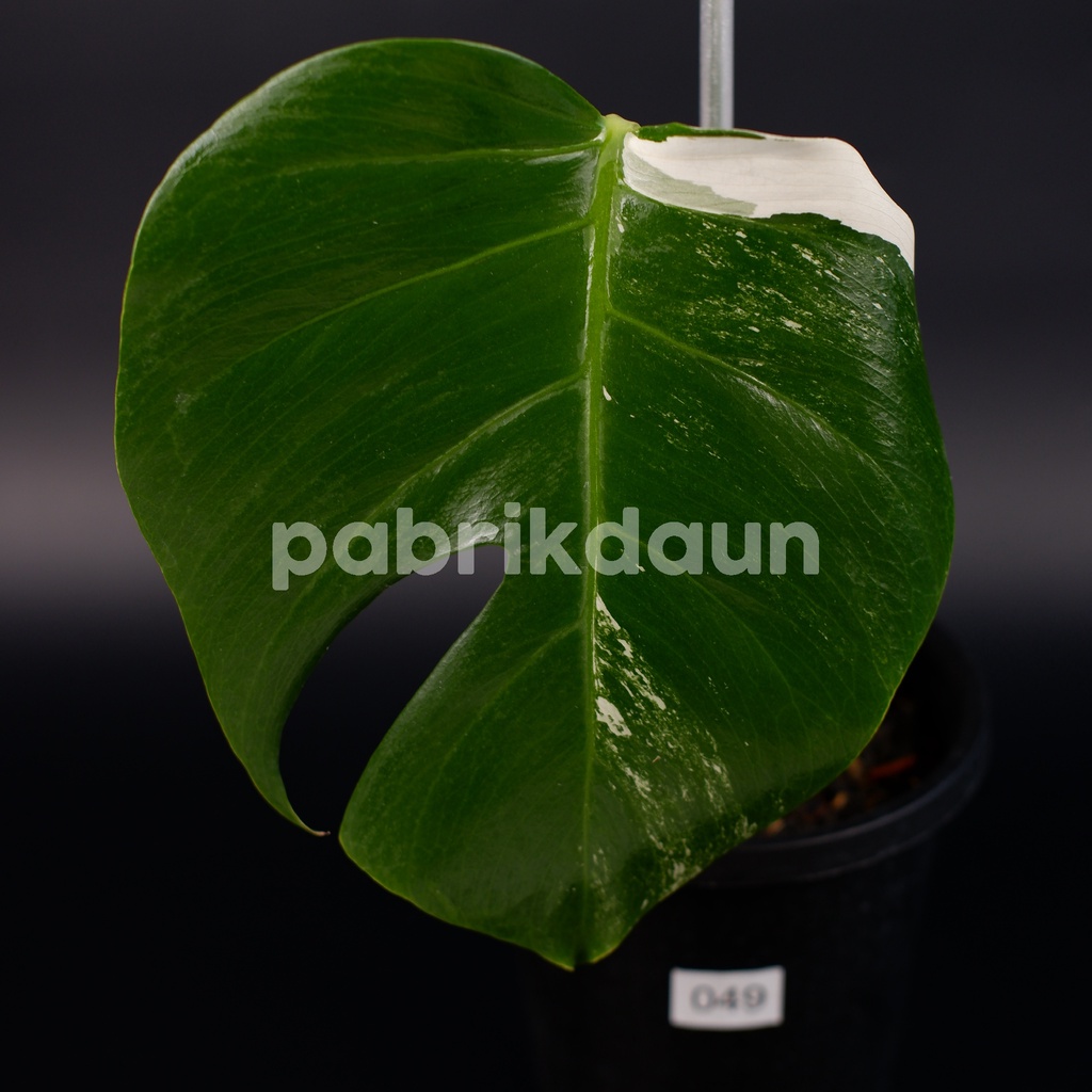 REAL PIC #49 Monstera Variegata Marble Monvar Borsigiana Albo Varigata