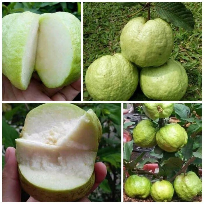 Jambu Kristal Taiwan Bibit Tanaman Jambu Kristal