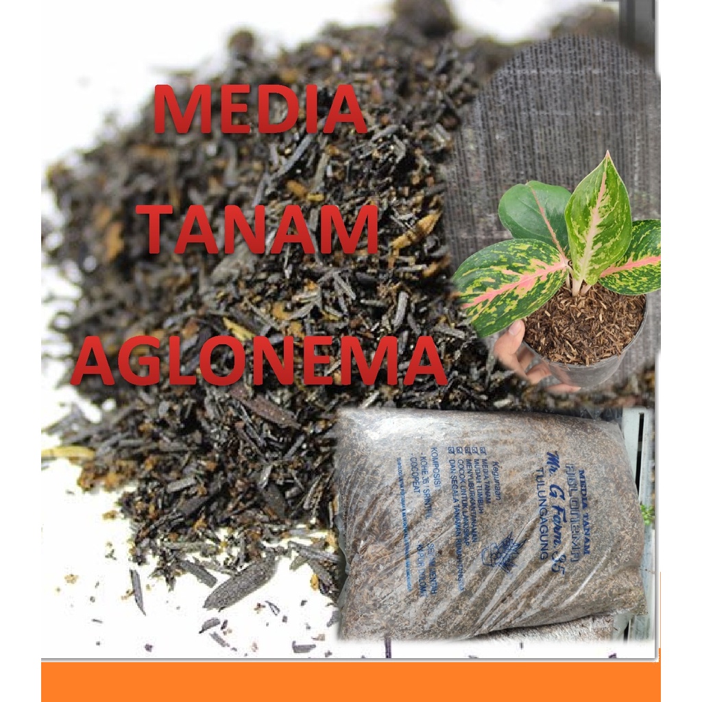 Media Tanam Fermentasi Premium Super Siap Pakai utk Aglaonema Aglonema repack