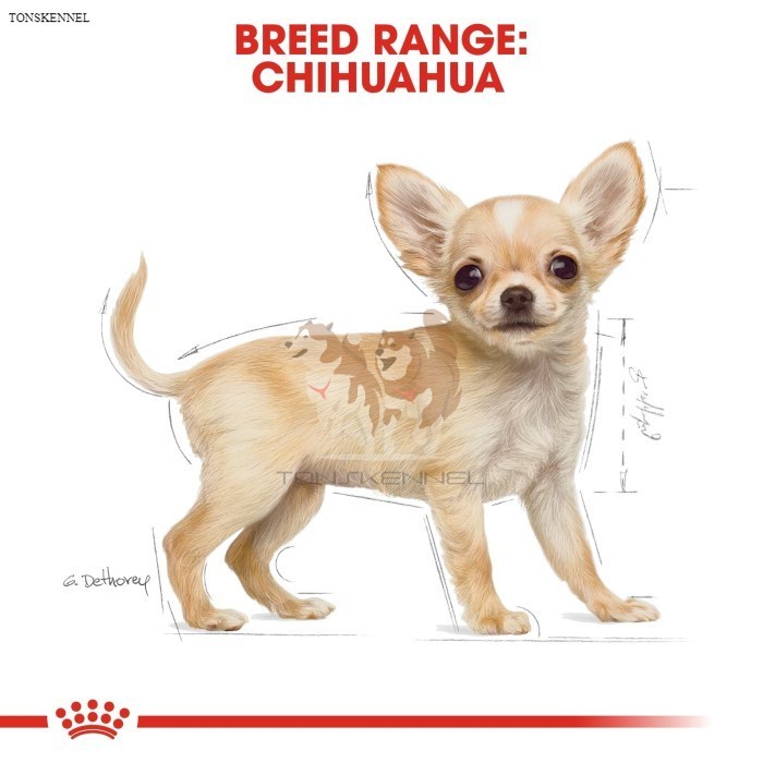 Royal Canin Chihuahua Junior Makanan Anak Anjing Dry 1,5kg Puppy Cihuahua Chh Pelet Kibble Kecil rc