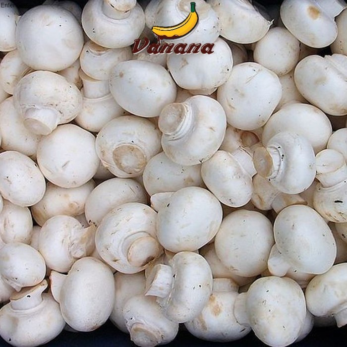 

Jamur Champignon / Jamur Kancing 100gr