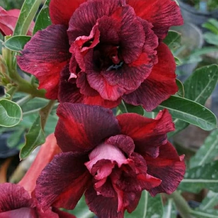 

Bibit bunga kamboja adenium entress