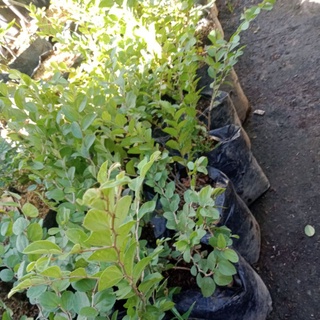 Tanaman Hias Bidara Arab