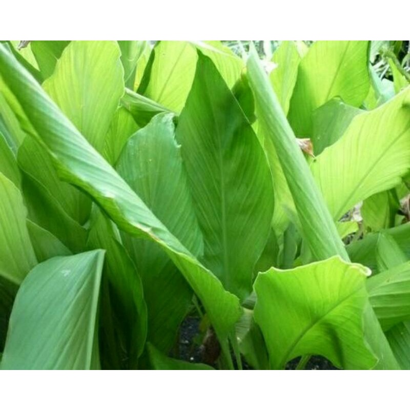 

Daun kunyit sayur segar/ Daun Kunir segar 250 g