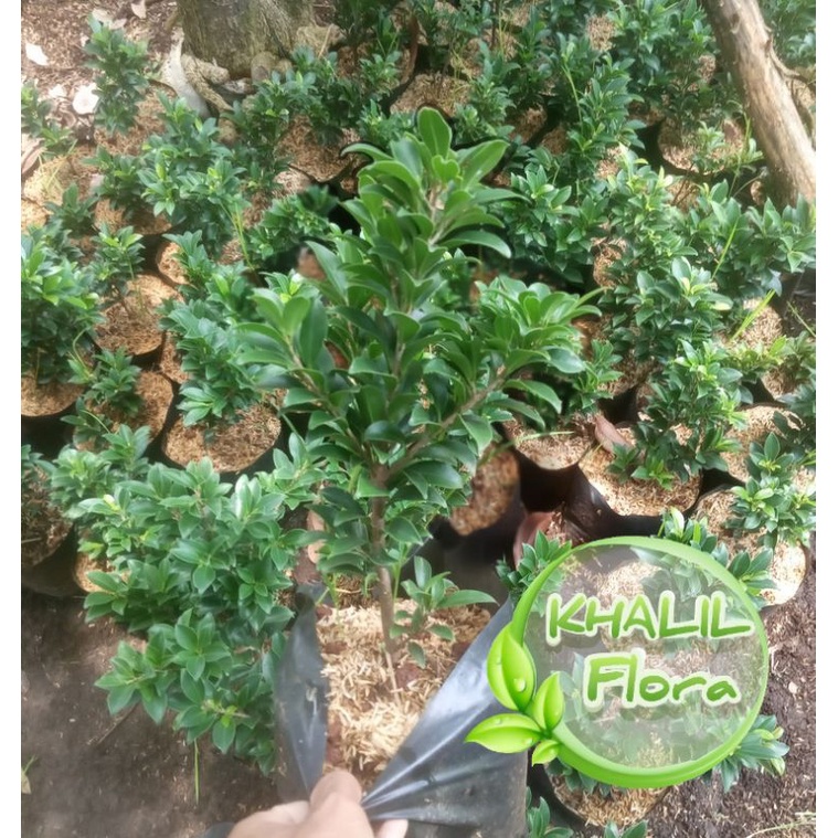 Tanaman Beringin Elegan Ori / Bibit Pohon Beringin Elegant Bisa COD