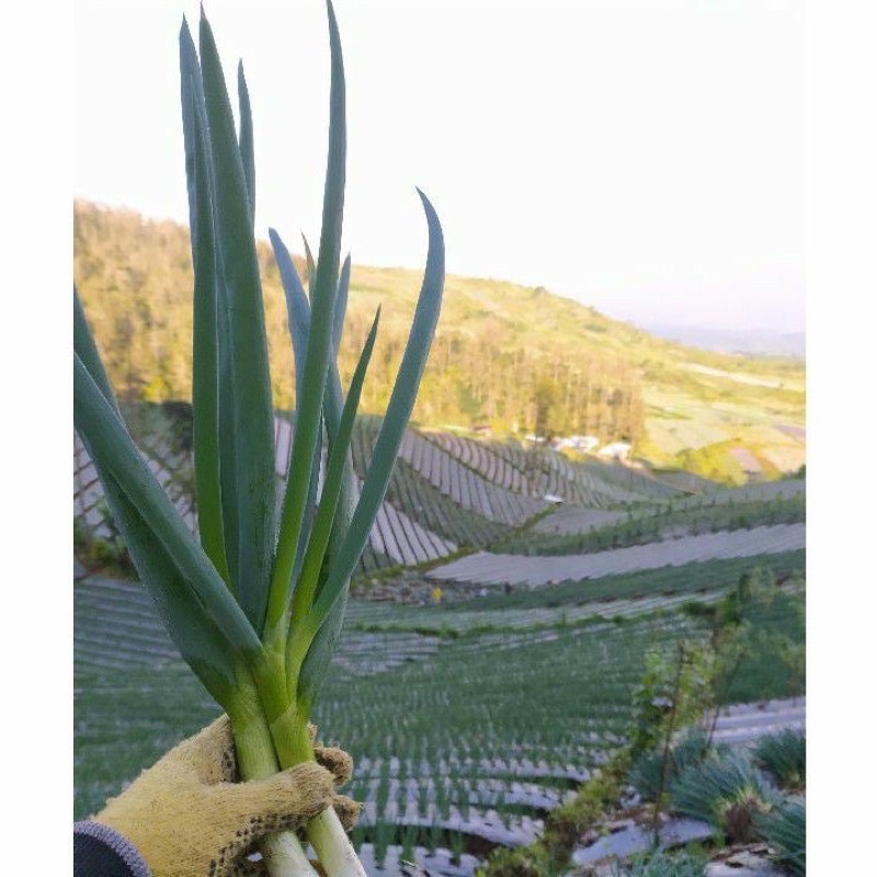 

daun bawang 500gram 1/2kg