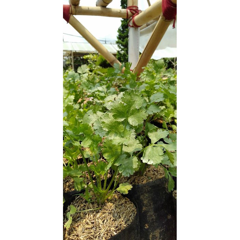 Tanaman daun ketumbar coriander
