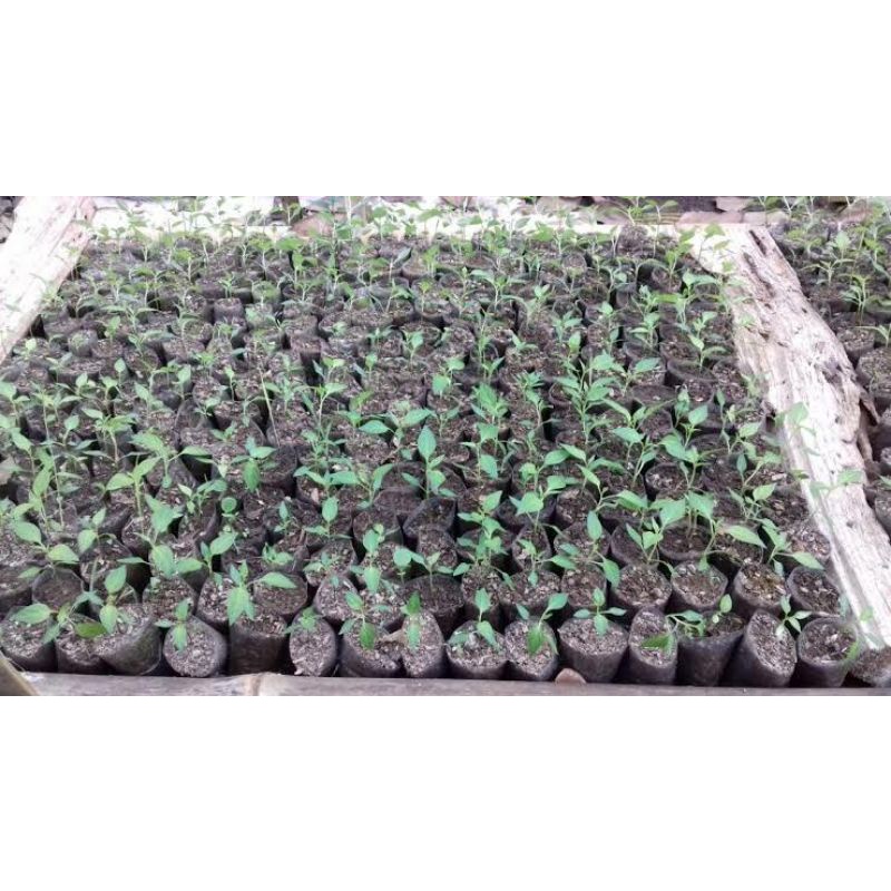 

anakan cabe sekitar padang pariaman