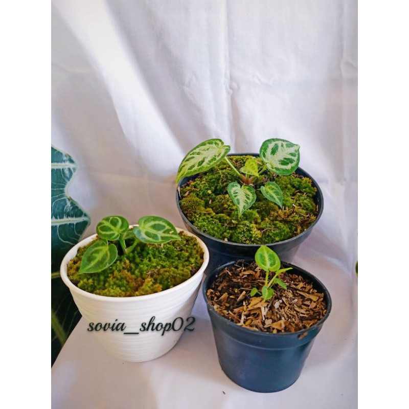 Tanaman hias bibit kuping gajah dorayaki /anthurium kuping gajah dorayaki mangkok