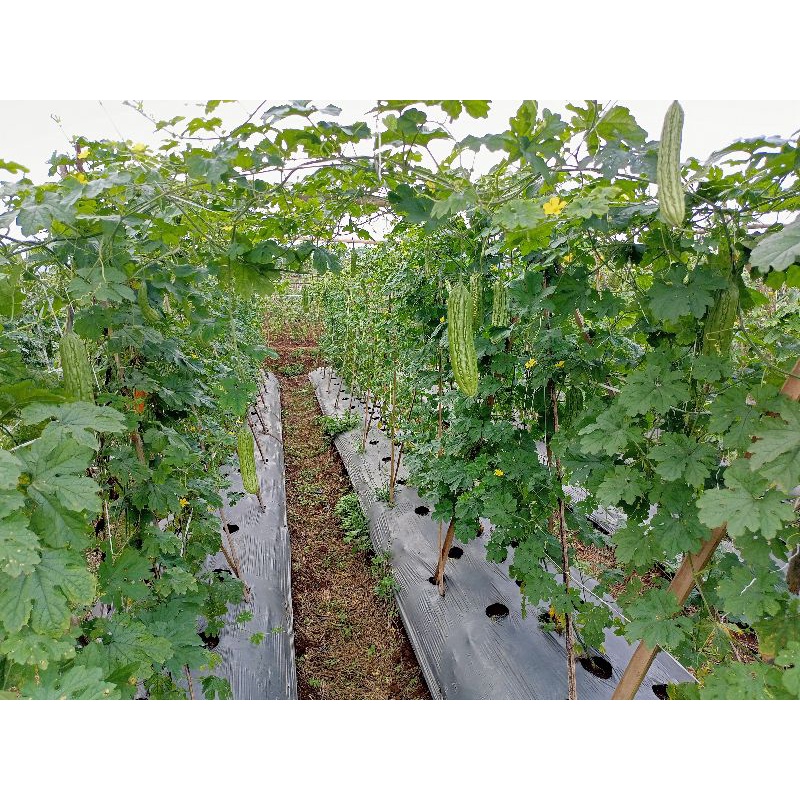 

Pare/Paria Segar 500 gram