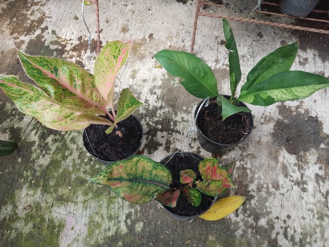 Aglaonema Big Roy Tanaman Hias