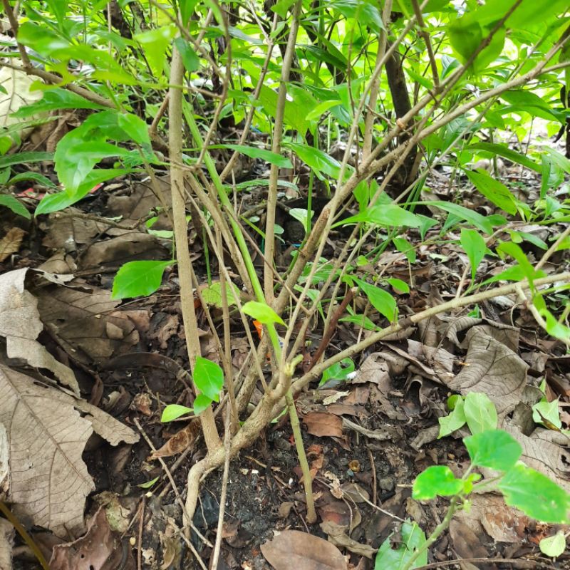 Bibit tanaman pangkas Sinyo nakal / Duranta erecta