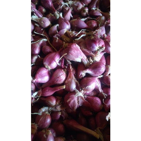 

bawang Brebes
