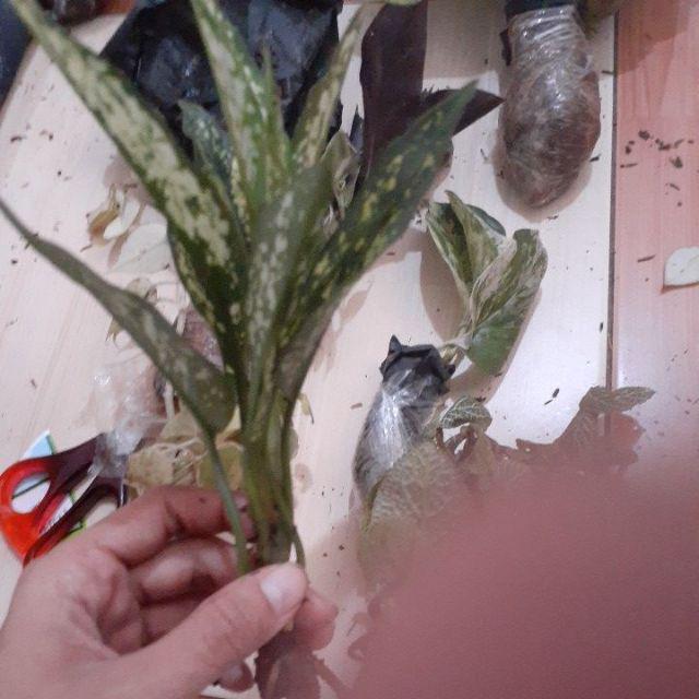 Aglonema Snow White-beras Tumpah