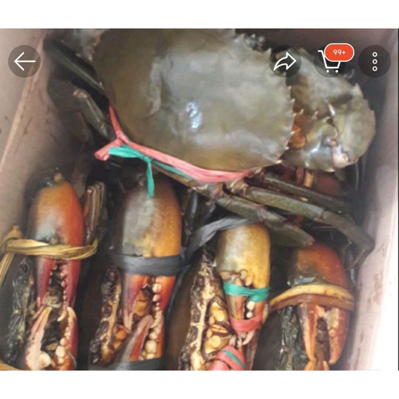 

KEPITING SUPER BAKAU FRESH MURAH