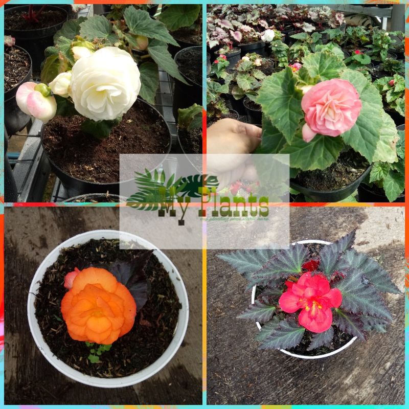 Tanaman Hias Bunga Begonia Mawar