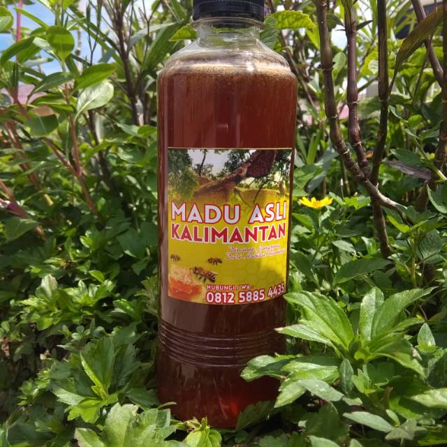 

Madu hutan Kalimantan