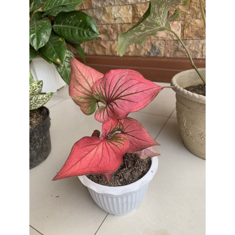 caladium infinity keladi merah