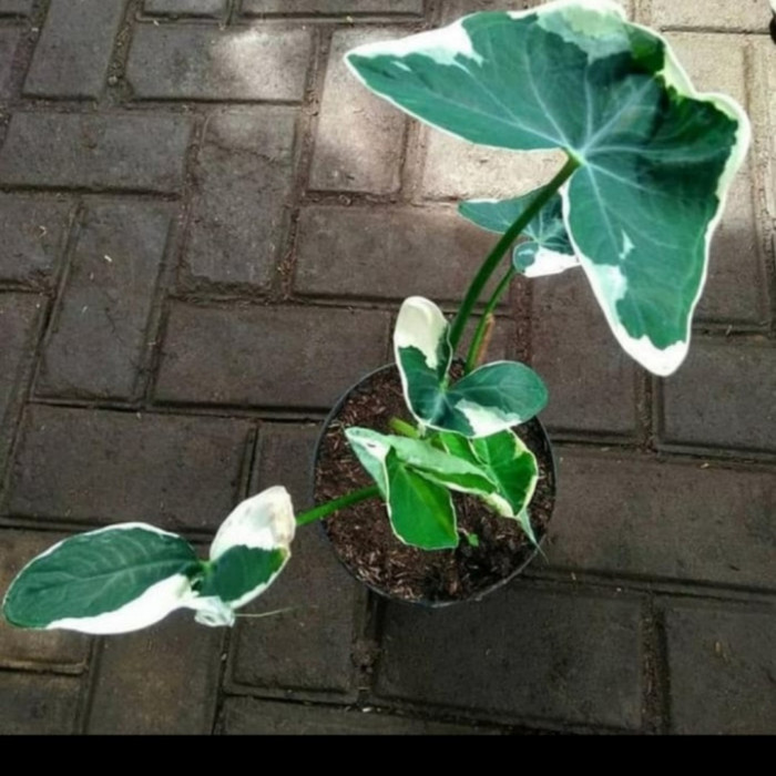 

MURAH sexsana kantong semar TERLARIS