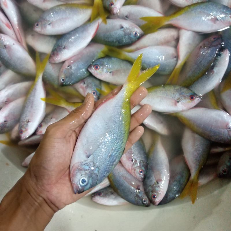 

Ikan Ekor Kuning Segar Seafood Hasil Laut Segar 1 Kg