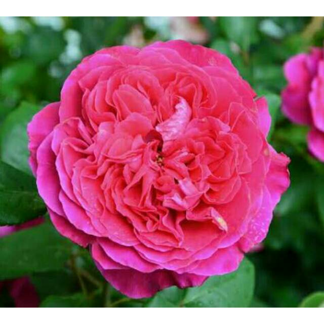 Mawar import bunga besar 5kg