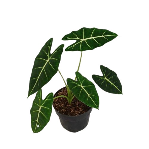 Tanaman Hias Daun Alocasia Neon (Usia Remaja) - taman BERGARANSI