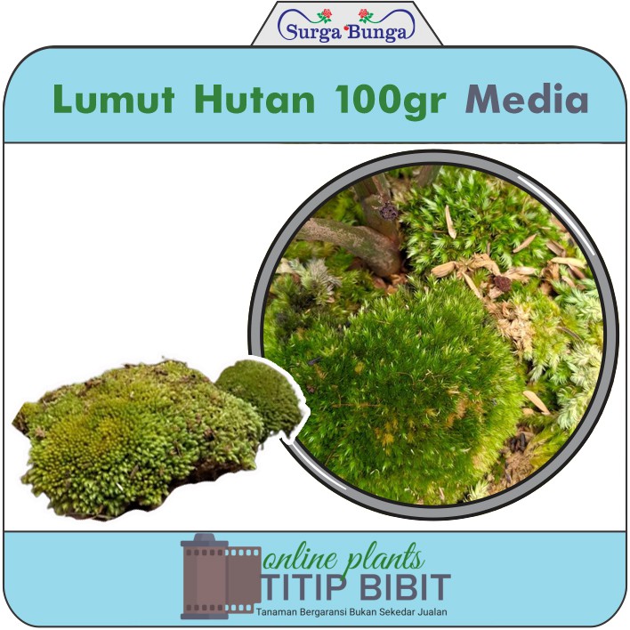 media lumut hidup untuk bonsai (100gr/200gr/400gr)