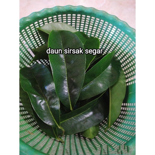 

daun sirsak segar 50pcs
