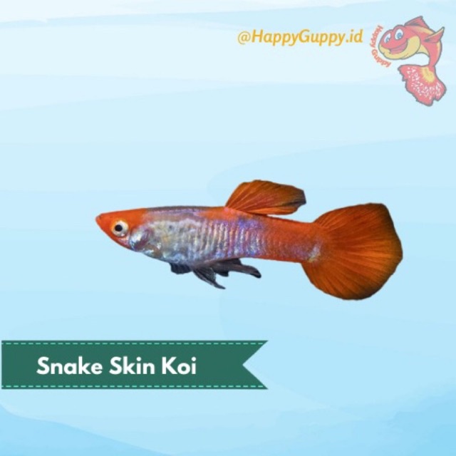 Ikan Hias Guppy Snake Skin Koi (SS Koi)