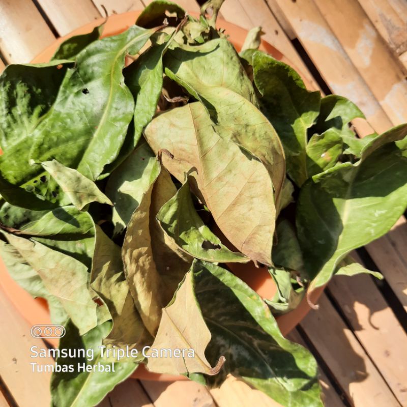 

Daun salam Kering kualitas bagus / salam koja / daun kari