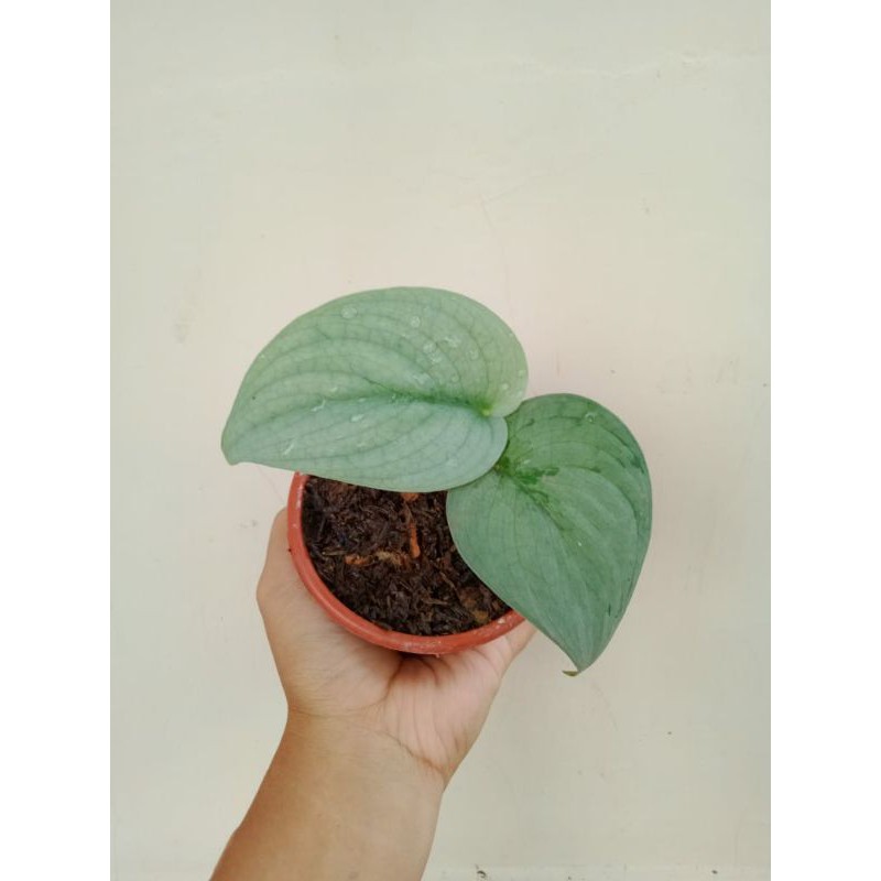 scindapsus silver hero