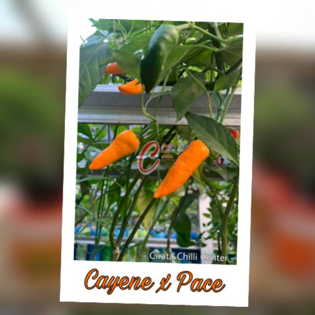 

Buah / Biji CAYENE x PACE