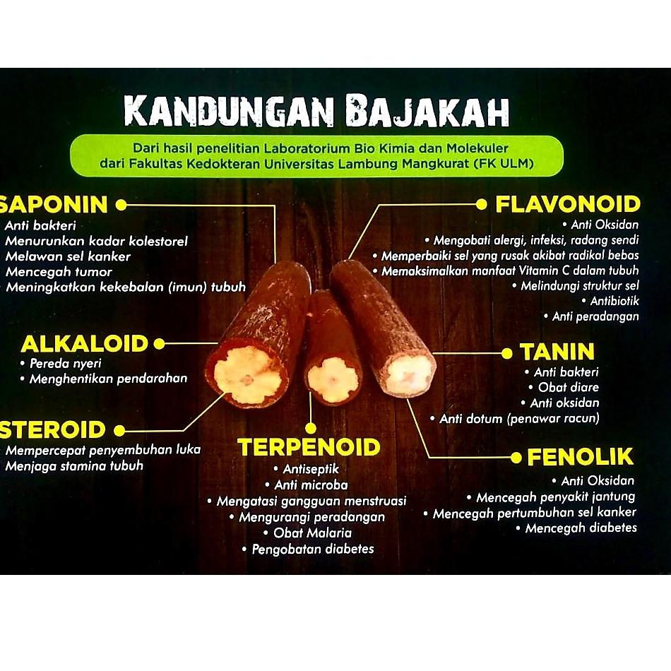 [PRODUK TKIVH] TEH BAJAKAH ASLI KALIMANTAN | TEH BAJAKAH PREMIUM ASLI KALIMANTAN | TEH BAJAKAH KALIM