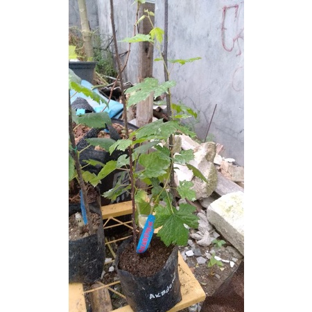 

Ready bibit anggur import tamaki, shine muscat akademik veles sarada dll