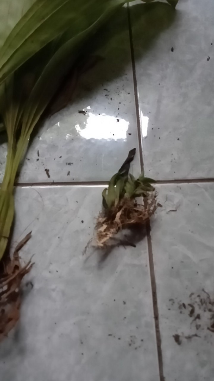 Sarcoglyphis Comberi