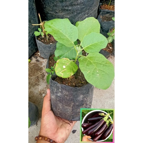 Bibit Terong ungu panjang / terong sayur